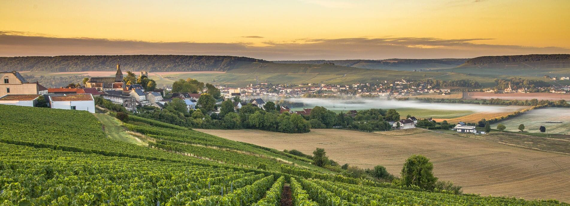 Les vignes aux portes de la ville de Reims